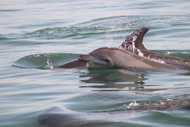 Wild Dolphin Encounter in Puerto Vallarta - Weather and dolphin behavior control the schedule