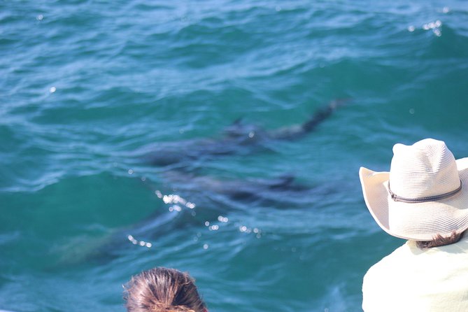 Wild Dolphin Encounter in Puerto Vallarta - Watching dolphins without turning them into a show