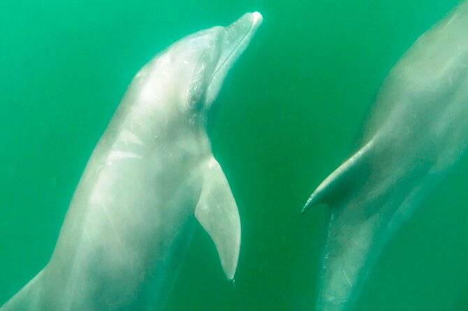 Wild Dolphin Encounter & Snorkeling Adventure - Marina Vallarta: a useful start before the boat