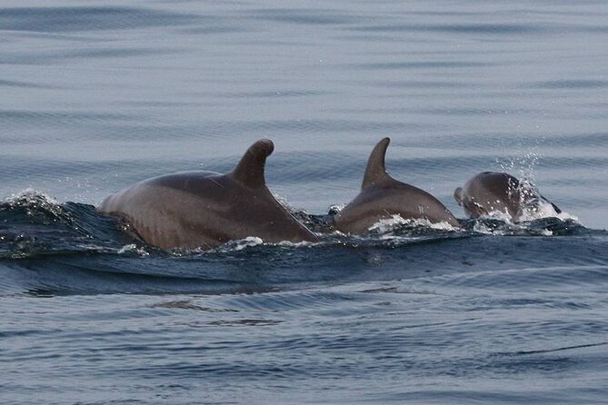 Wild Dolphin Encounter & Snorkeling Adventure - Los Arcos adds a second marine experience