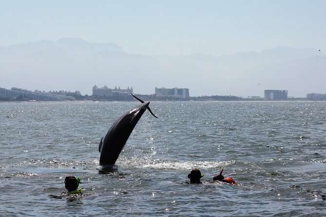 Wild Dolphin Encounter & Snorkeling Adventure - Food, drinks, and the practical details