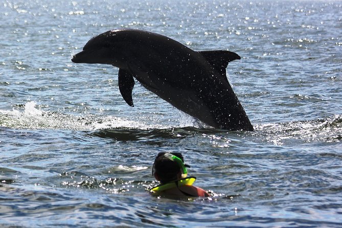 Wild Dolphin Encounter & Snorkeling Adventure - What the guides add to the morning