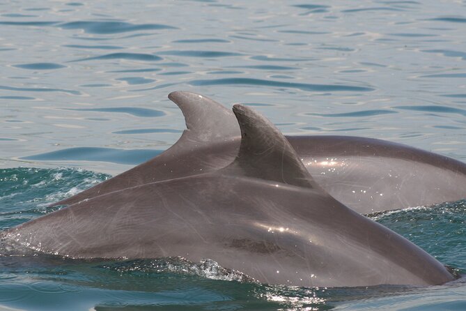 Wild Dolphin Encounter & Snorkeling Adventure - Weather, water, and the limits of control