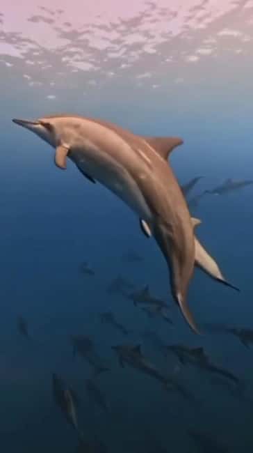 Wild Dolphin Encounter & Snorkeling Adventure – Mauritius. - The early speedboat ride off Mauritius