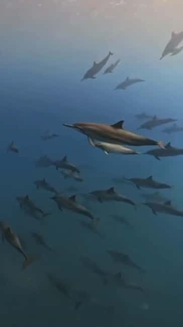 Wild Dolphin Encounter & Snorkeling Adventure – Mauritius. - Group size, language, and the feel on board