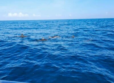 Wild Dolphin Encounter & Snorkeling Adventure – Mauritius.