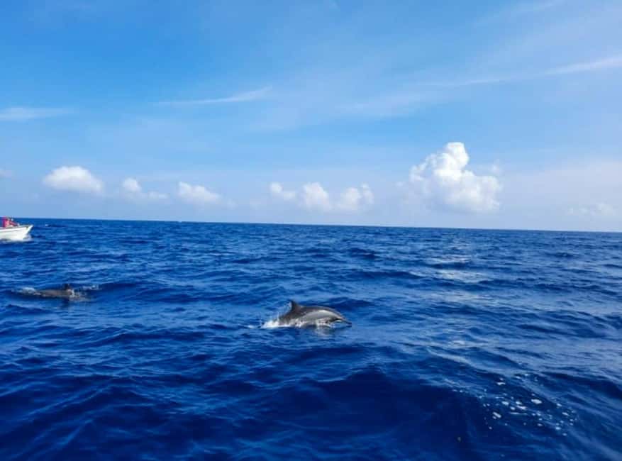 Wild Dolphin Encounter & Snorkeling Adventure – Mauritius. - Who will enjoy this morning on the sea