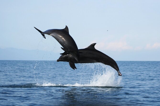 Wild Dolphin Encounter & Snorkeling Adventure - Entering the water near a wild pod