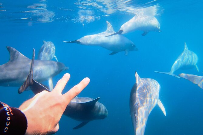 Wild Dolphin Swim Cruise - Key things to know before boarding