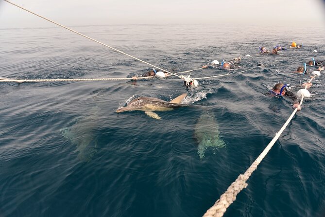 Wild Dolphin Swim Cruise - Setting out from Glenelg at 8:00 am