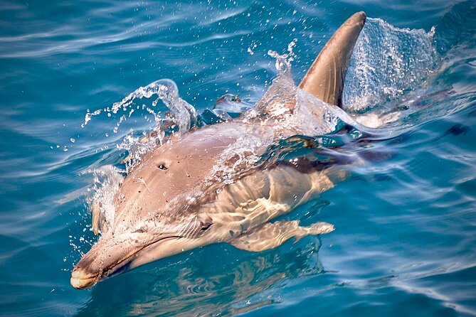 Wild Dolphin Swim Cruise - The front swim puts you at the bow