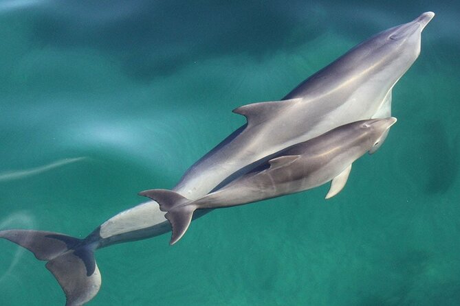 Wild Dolphin Watch in Glenelg - What the marine biologist team adds