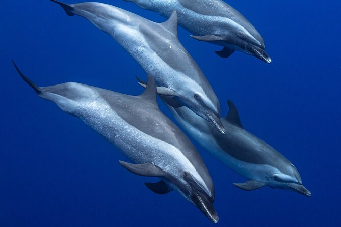 Wild Dolphin Watching and Snorkel Safari Off West Coast of Oahu - Why this West Oahu boat trip feels different