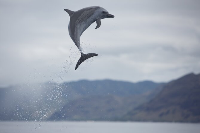 Wild Dolphin Watching and Snorkel Safari Off West Coast of Oahu - Searching for spinner dolphins along the coast