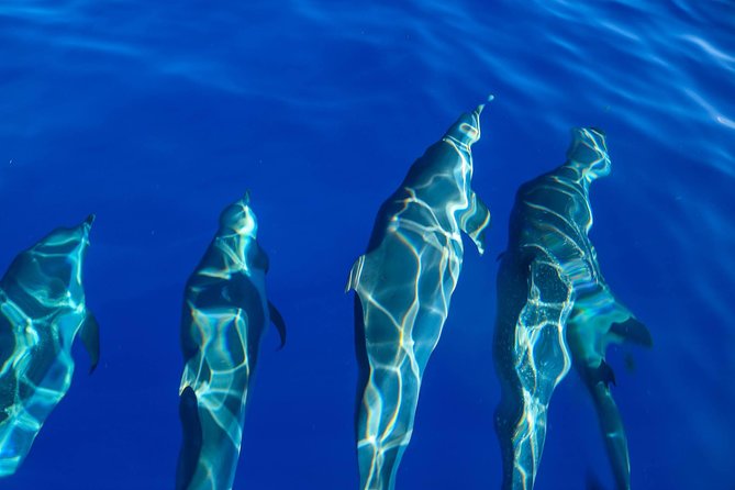 Wild Dolphin Watching and Snorkel Safari Off West Coast of Oahu - Seasonal humpback whales from January through March
