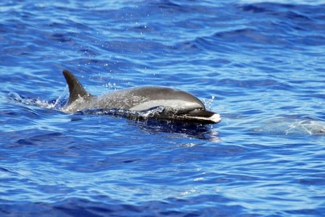 Wild Dolphin Watching and Snorkel Safari Off West Coast of Oahu - Snorkeling with turtles, reef fish, and other sea life