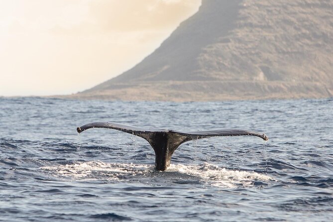 Wild Dolphin Watching and Snorkel Safari Off West Coast of Oahu - Lunch, drinks, and optional GoPro rental