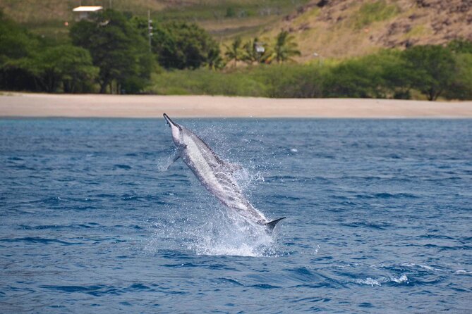 Wild Dolphin Watching and Snorkel Safari Off West Coast of Oahu - Who will get the most from this $193.88 experience