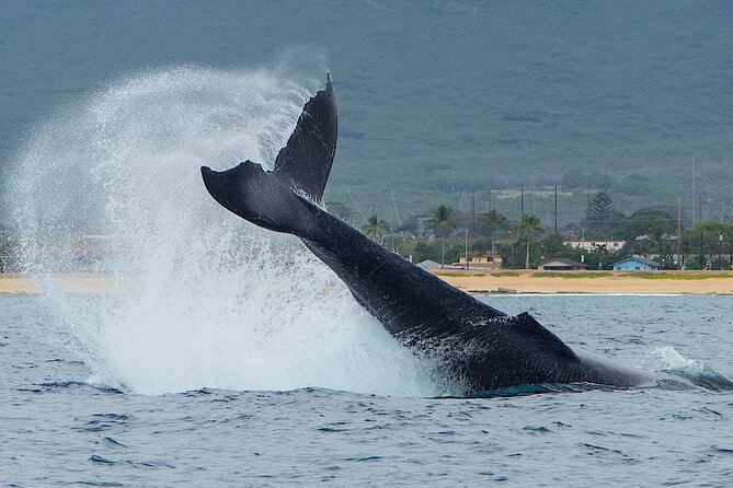 Wild Dolphin Watching and Snorkel Safari Off West Coast of Oahu - Getting to Waianae Harbor from Waikiki or Ko Olina