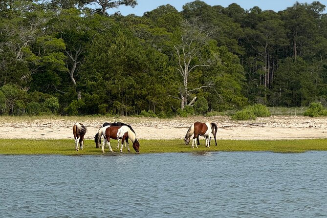 Wildlife Boat Tour with Wild Ponies and Dolphins in Chincoteague - Key points to know before you book