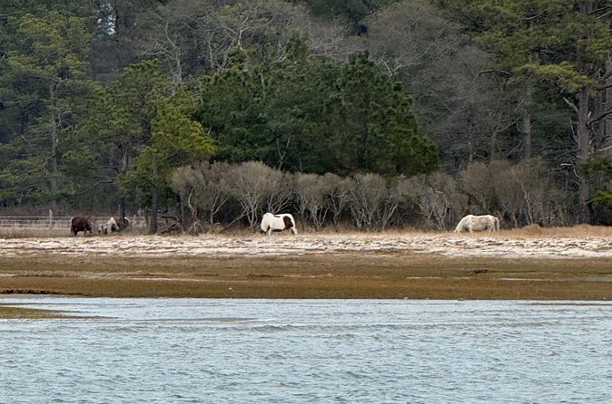Wildlife Boat Tour with Wild Ponies and Dolphins in Chincoteague - Birds and other wildlife along the route