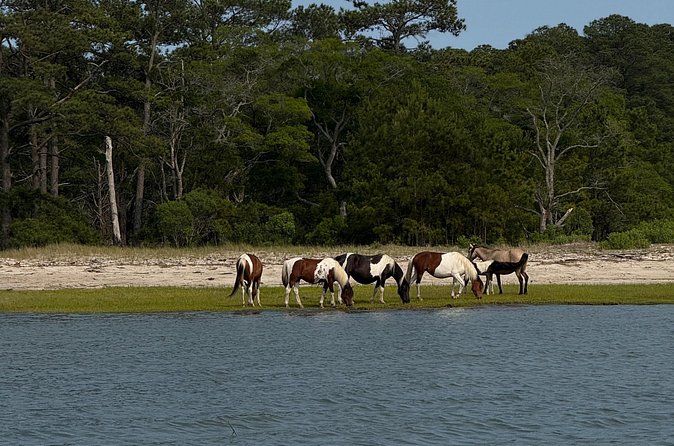 Wildlife Boat Tour with Wild Ponies and Dolphins in Chincoteague - Captain Mike and the personal scale of the ride