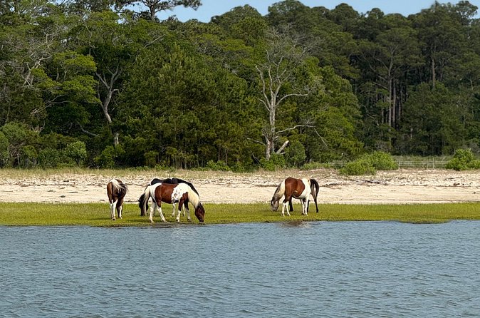 Wildlife Boat Tour with Wild Ponies and Dolphins in Chincoteague - Timing, weather, and what to bring