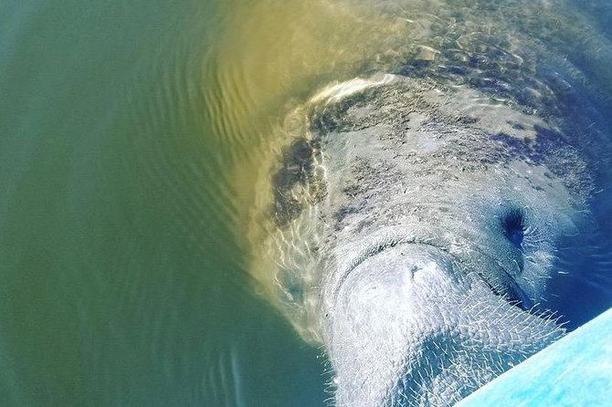 Wildlife Refuge Manatee, Dolphin & Mangrove Kayak or Paddleboarding Tour! - The wildlife you might see