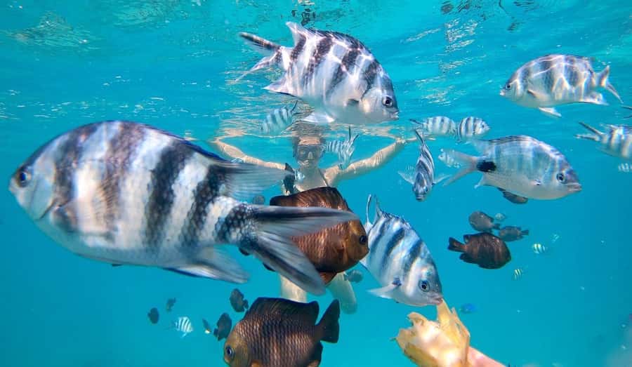 Zanzibar dolphins+ snokling at mnemba with turles swimming - Swimming with turtles at Nungwi Mnarani Aquarium