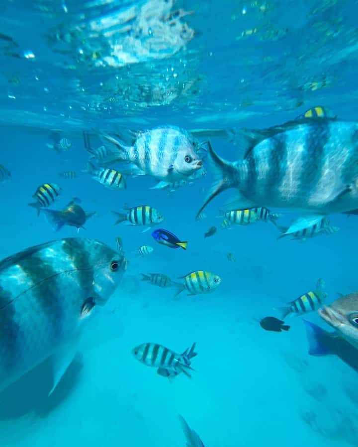 Zanzibar dolphins+ snokling at mnemba with turles swimming - What $120 per person gets you