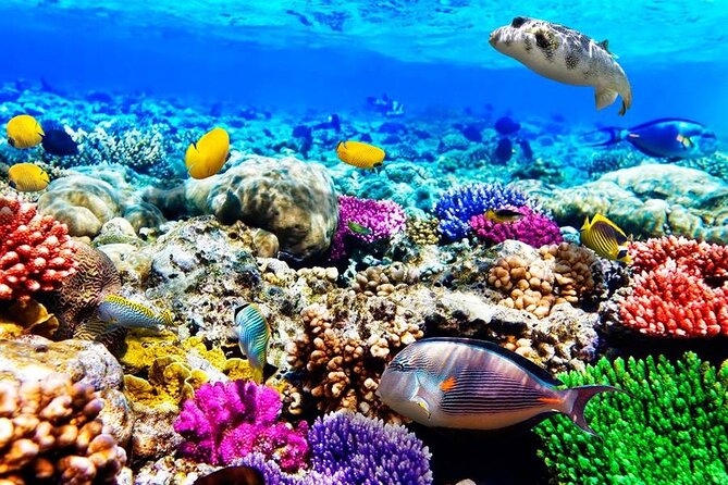 Zanzibar Full Day Dolphin Tour; Mnemba Island; Nungwi Beach & Kendwa Beach Tour - Key points to know before booking