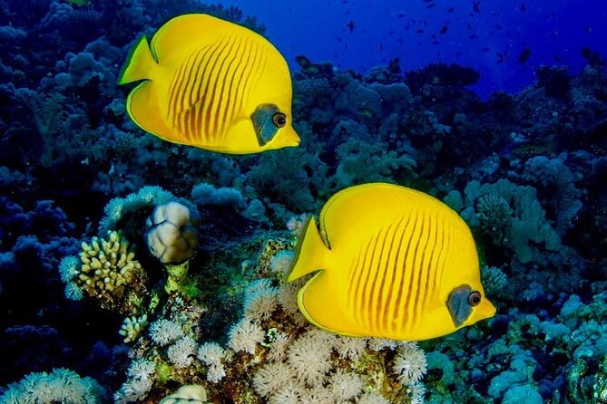 Zanzibar Full Day Dolphin Tour; Mnemba Island; Nungwi Beach & Kendwa Beach Tour - Who will get the most from this tour