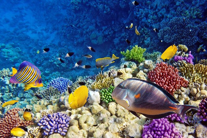 Zanzibar Full Day Dolphin Tour; Mnemba Island; Nungwi Beach & Kendwa Beach Tour - Price, cancellation, and useful planning