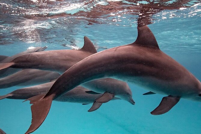 Zanzibar Full Day Dolphin Tour; Mnemba Island; Nungwi Beach & Kendwa Beach Tour - Mnemba Atoll: a three-hour start in turquoise water