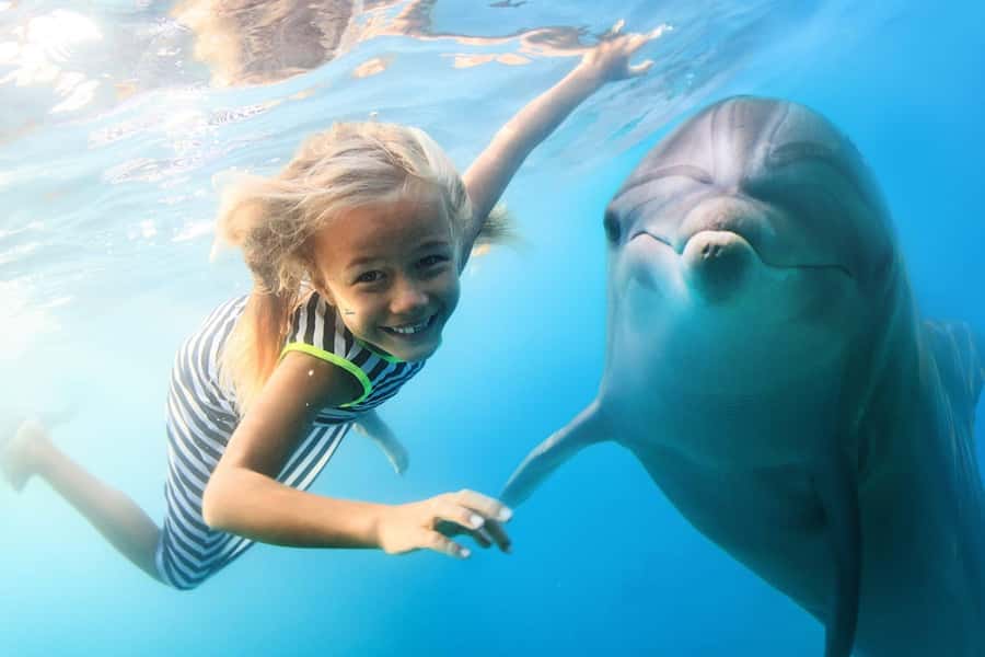 Zanzibar: Half-day Dolphin Swim & Snorkeling Boat Trip - Key points at a glance