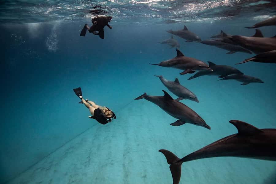 Zanzibar: Half-day Dolphin Swim & Snorkeling Boat Trip - Why this Zanzibar trip works as a half-day plan