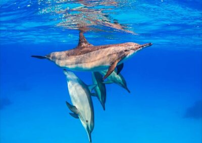 Half-day Dolphin Swim & Snorkeling Boat Trip