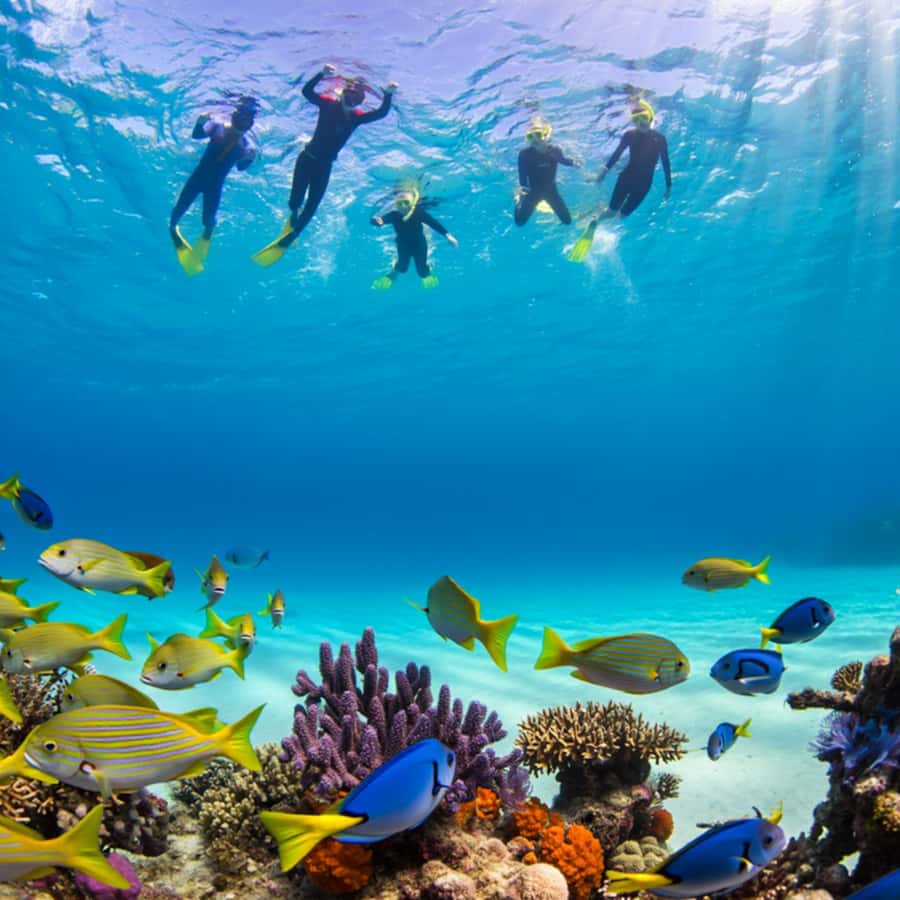 Zanzibar: Half-day Dolphin Swim & Snorkeling Boat Trip - The Mnemba Island and sandbank stop