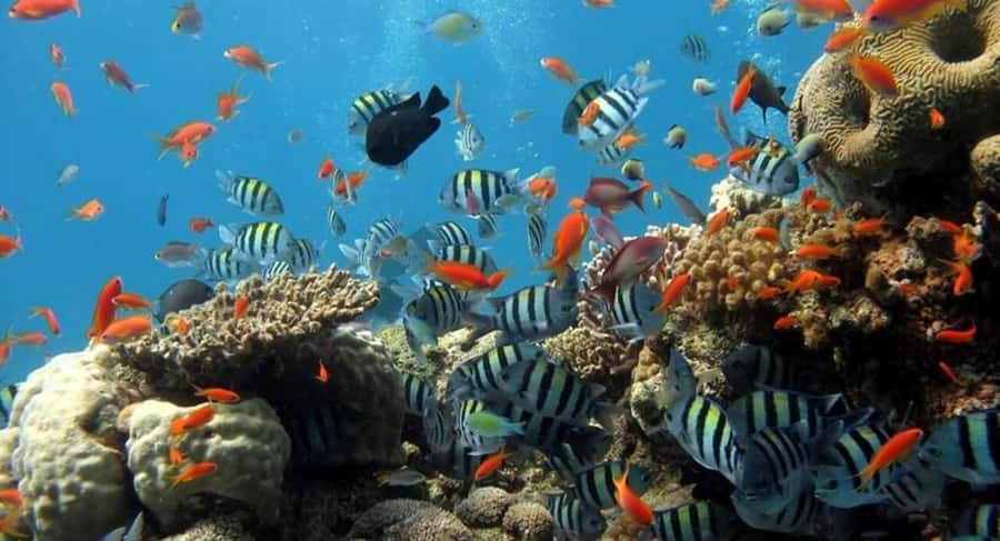 Zanzibar: Half-day Dolphin Swim & Snorkeling Boat Trip - What the $48 price really covers