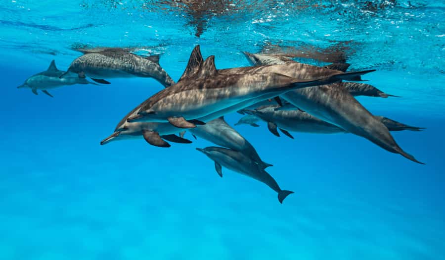 Zanzibar: Half-day Dolphin Swim & Snorkeling Boat Trip - Who should book this boat trip