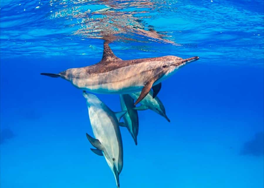 Zanzibar: Half-day Dolphin Swim & Snorkeling Boat Trip - From pickup to the Zanzibar coast