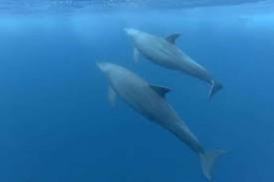 Zanzibar: Mnemba atoll, dolphin & snorkelling tour - Key points to know before you book