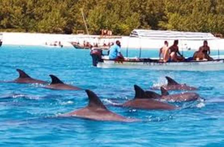 Zanzibar: Mnemba atoll, dolphin & snorkelling tour - Looking for humpback dolphins in the open sea