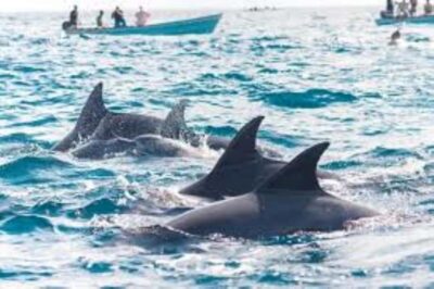 Mnemba atoll, dolphin & snorkelling tour