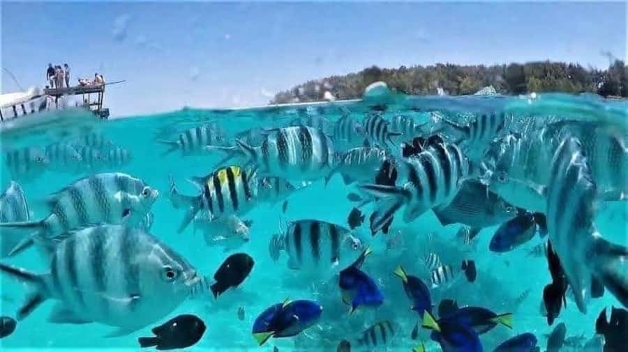 Zanzibar: Mnemba atoll, dolphin & snorkelling tour - A possible stop on the white-sand bank