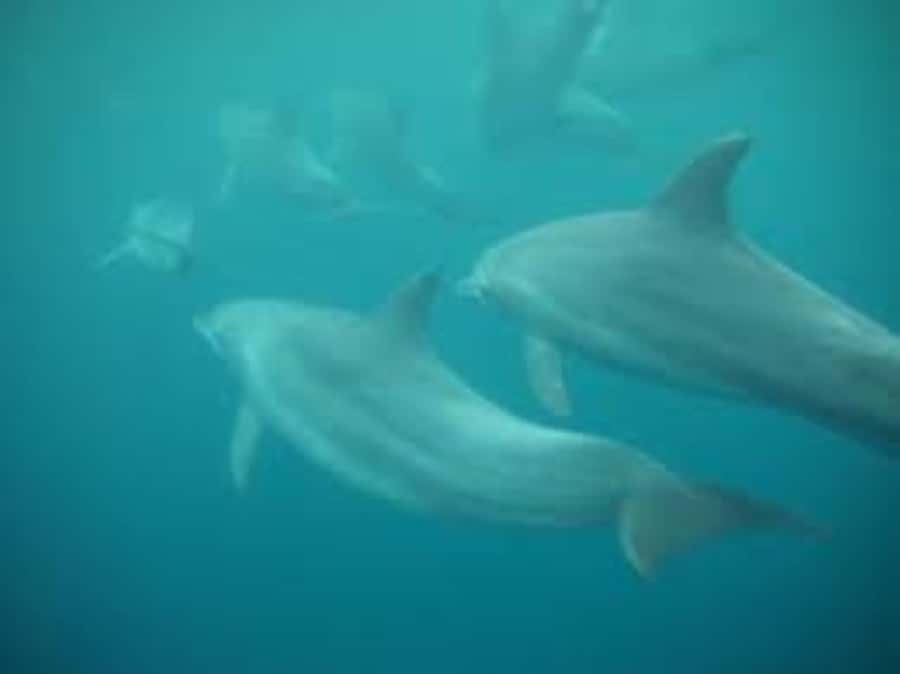 Zanzibar: Mnemba atoll, dolphin & snorkelling tour - Who will enjoy this Mnemba outing most