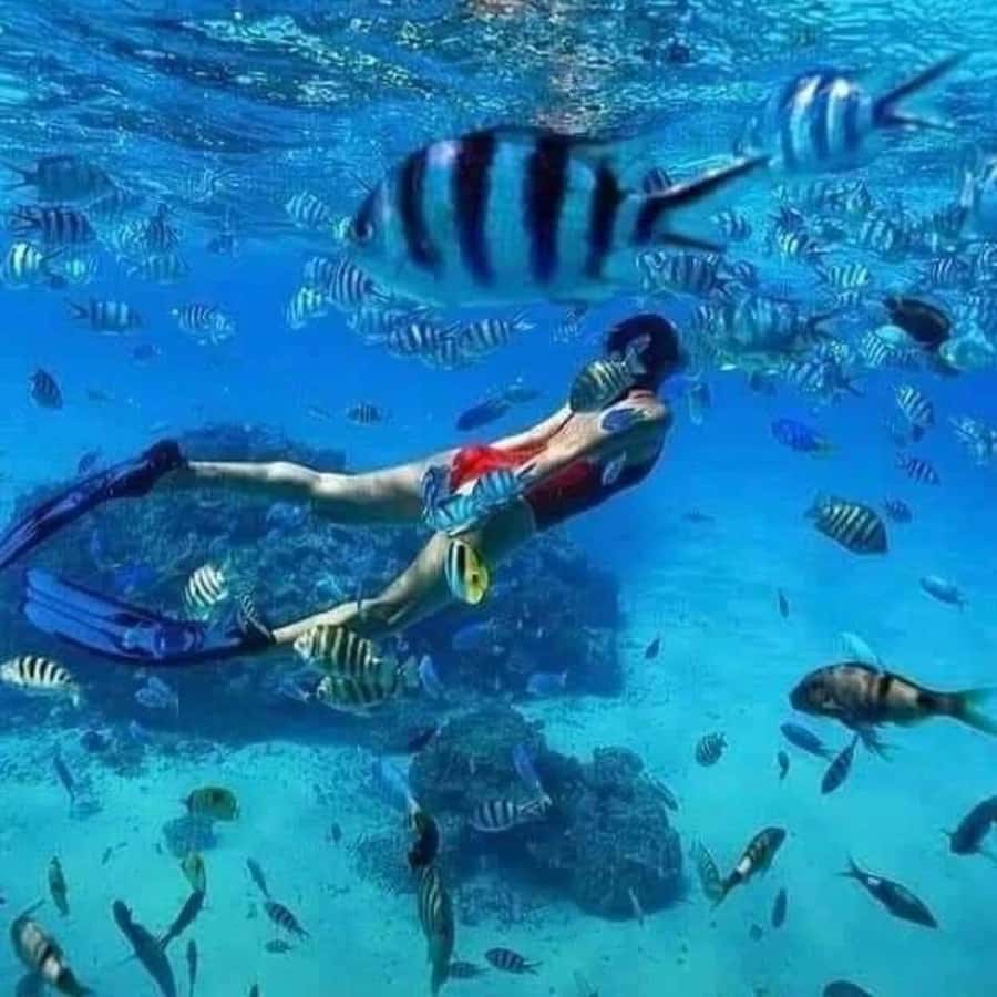 Zanzibar: Mnemba atoll, dolphin & snorkelling tour - Should you book this tour?