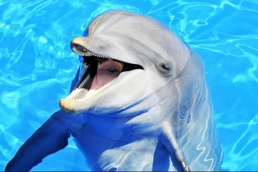 ZANZIBAR : Mnemba Dolphin and Snorkeling Tour - Key points to know before booking