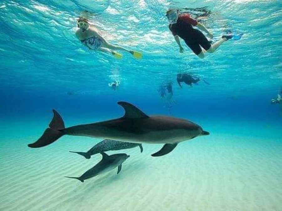 ZANZIBAR : Mnemba Dolphin and Snorkeling Tour - Watching for dolphins near Mnemba