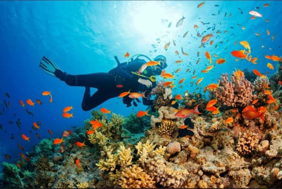 ZANZIBAR : Mnemba Dolphin and Snorkeling Tour - Booking and packing advice